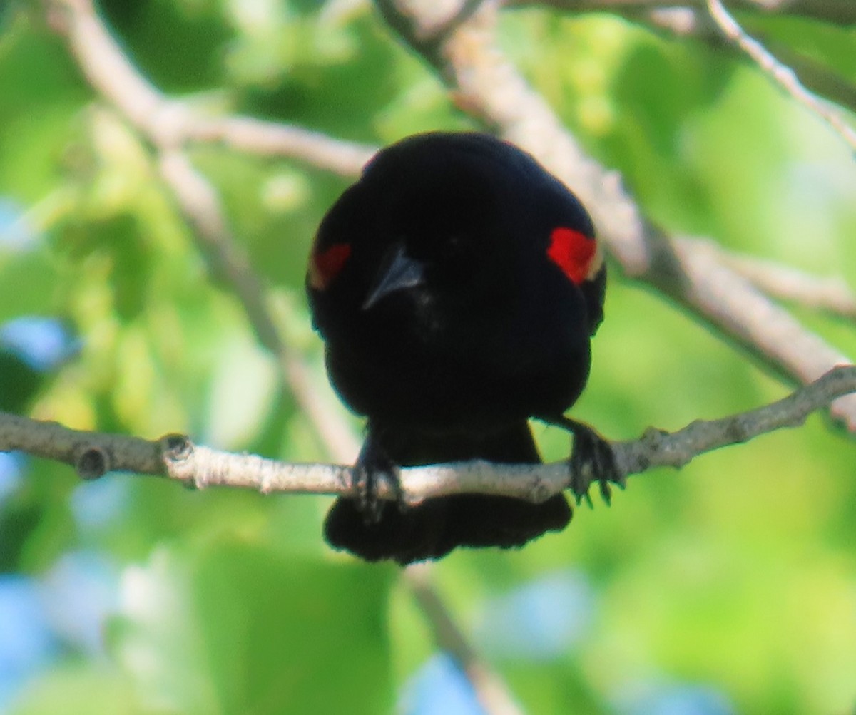 Red-winged Blackbird - Robin Gurule