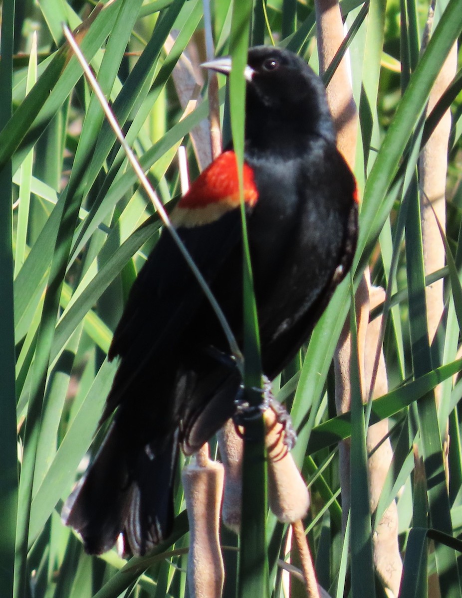 Red-winged Blackbird - ML619709101