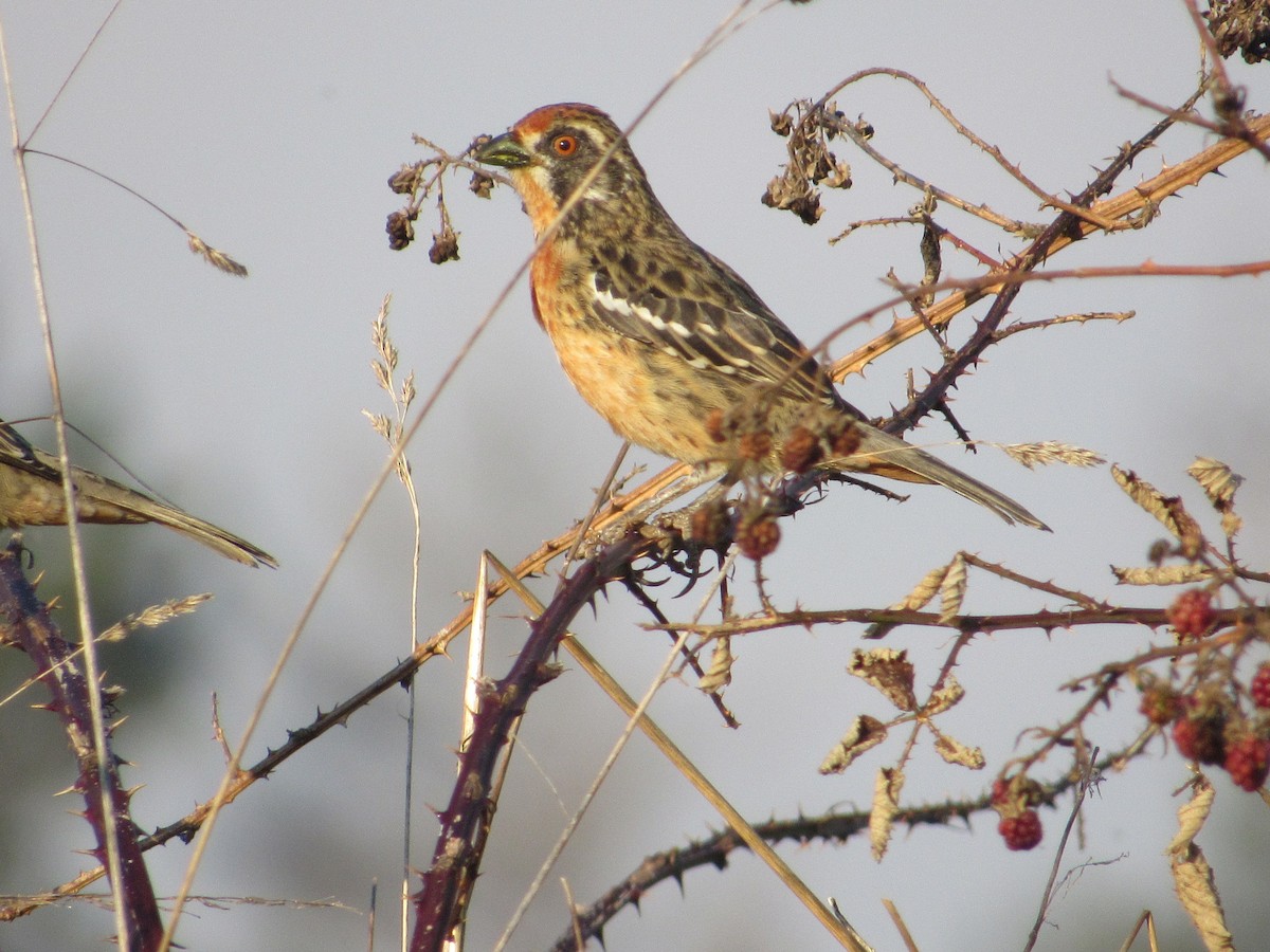 bylinorubec chilský - ML619709104