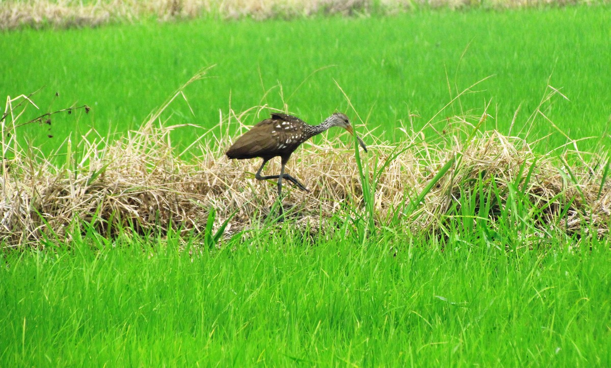 Limpkin - ML619709105