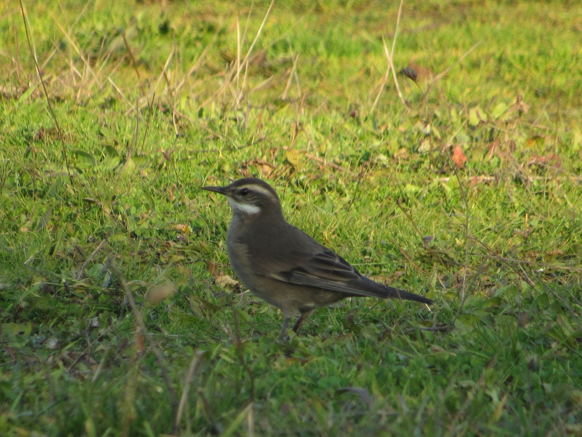 Buff-winged Cinclodes - ML619709108