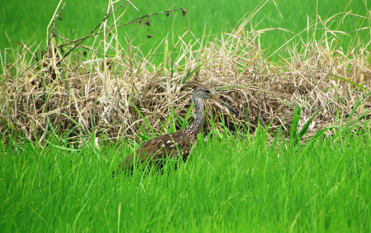 Limpkin - ML619709109