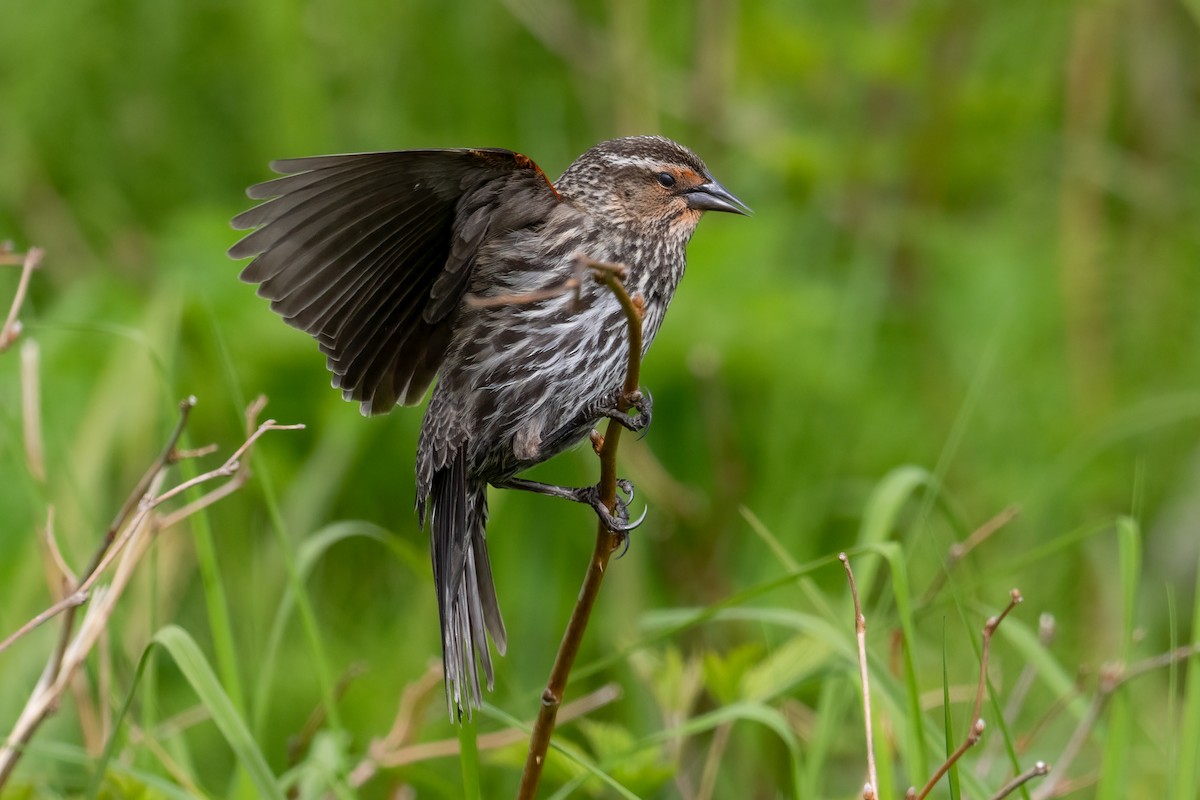 Red-winged Blackbird - ML619709116