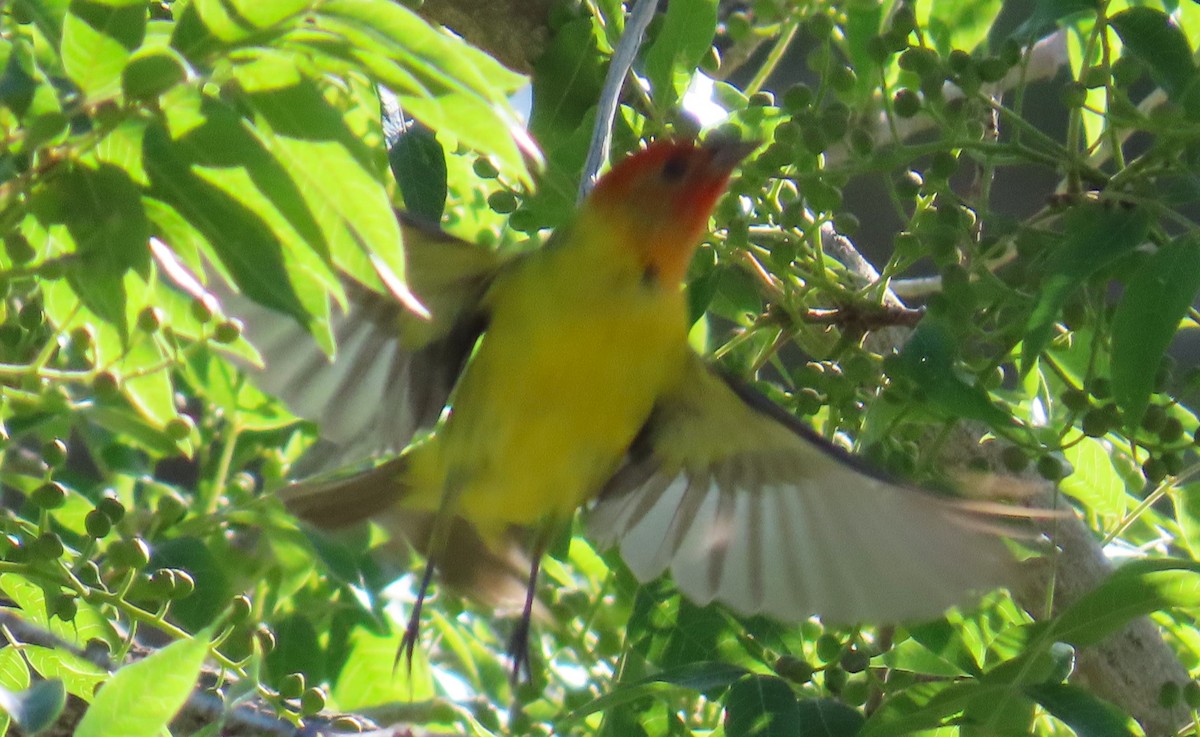 Western Tanager - ML619709124