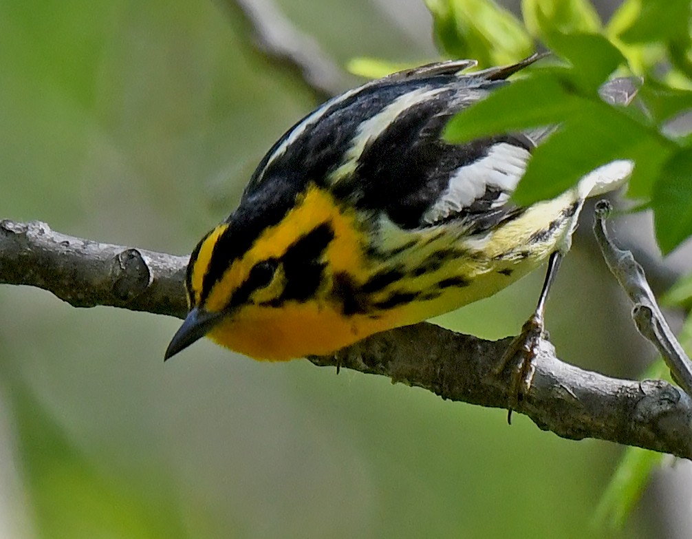 Blackburnian Warbler - ML619709137