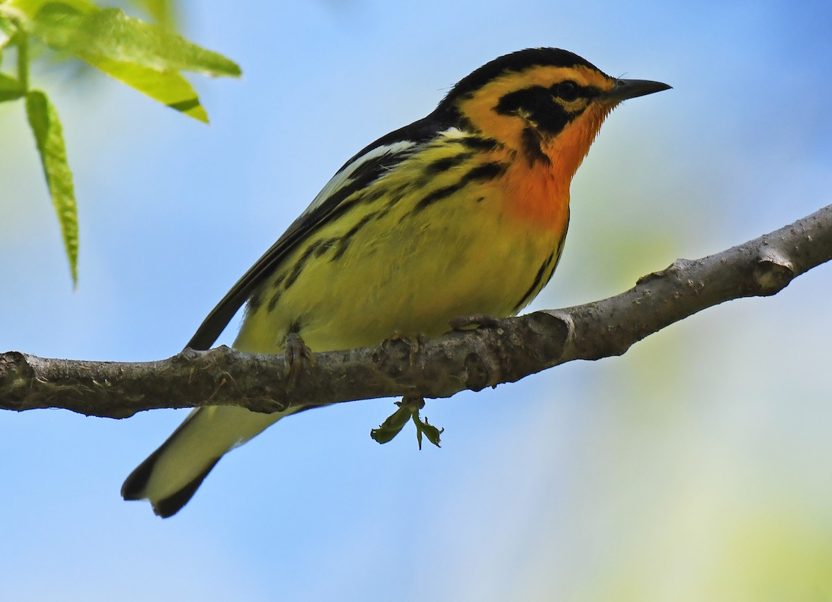 Blackburnian Warbler - ML619709139