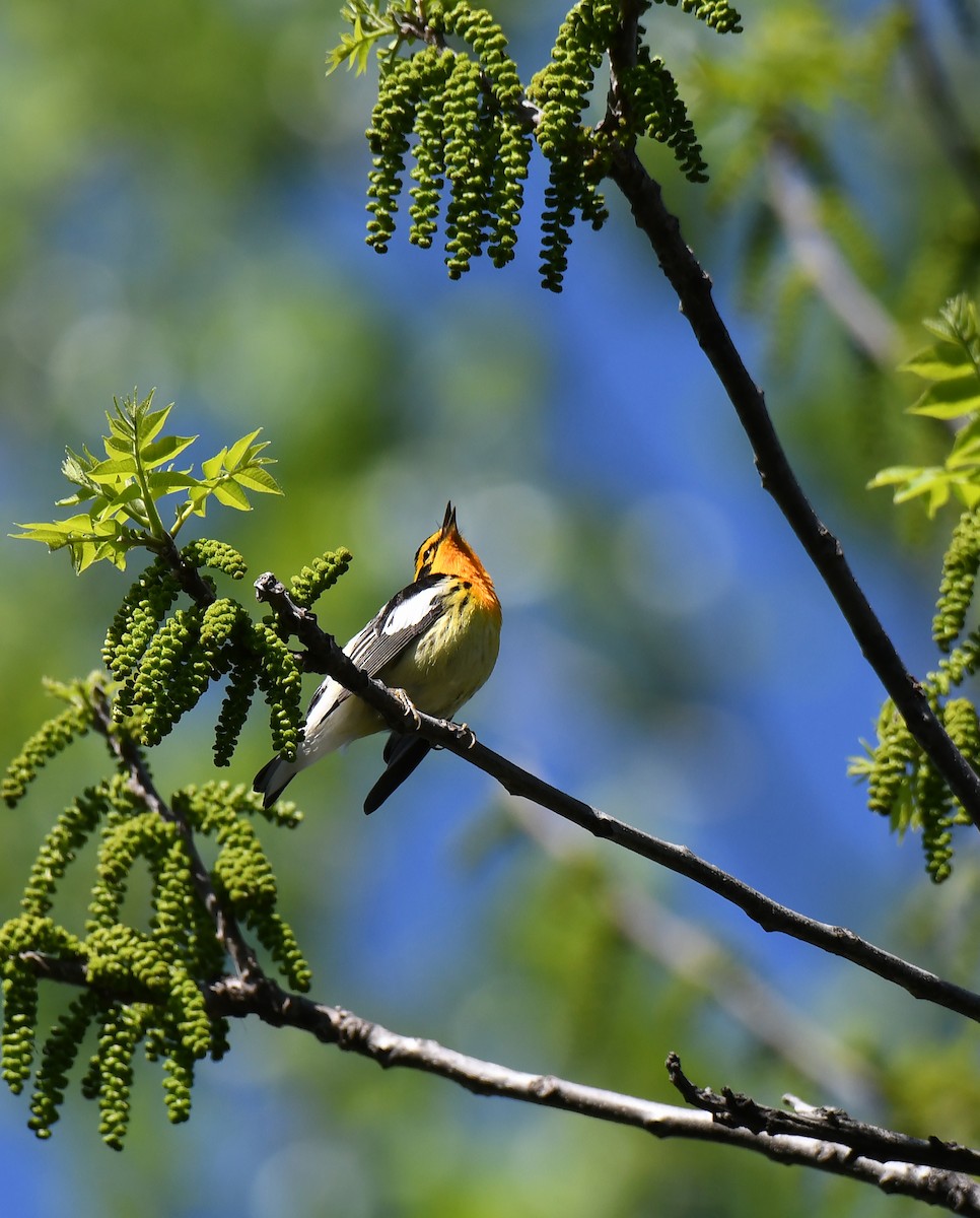 Blackburnian Warbler - ML619709140