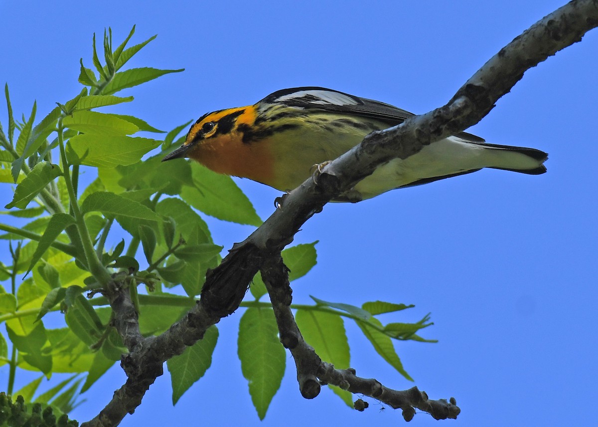 Blackburnian Warbler - ML619709141