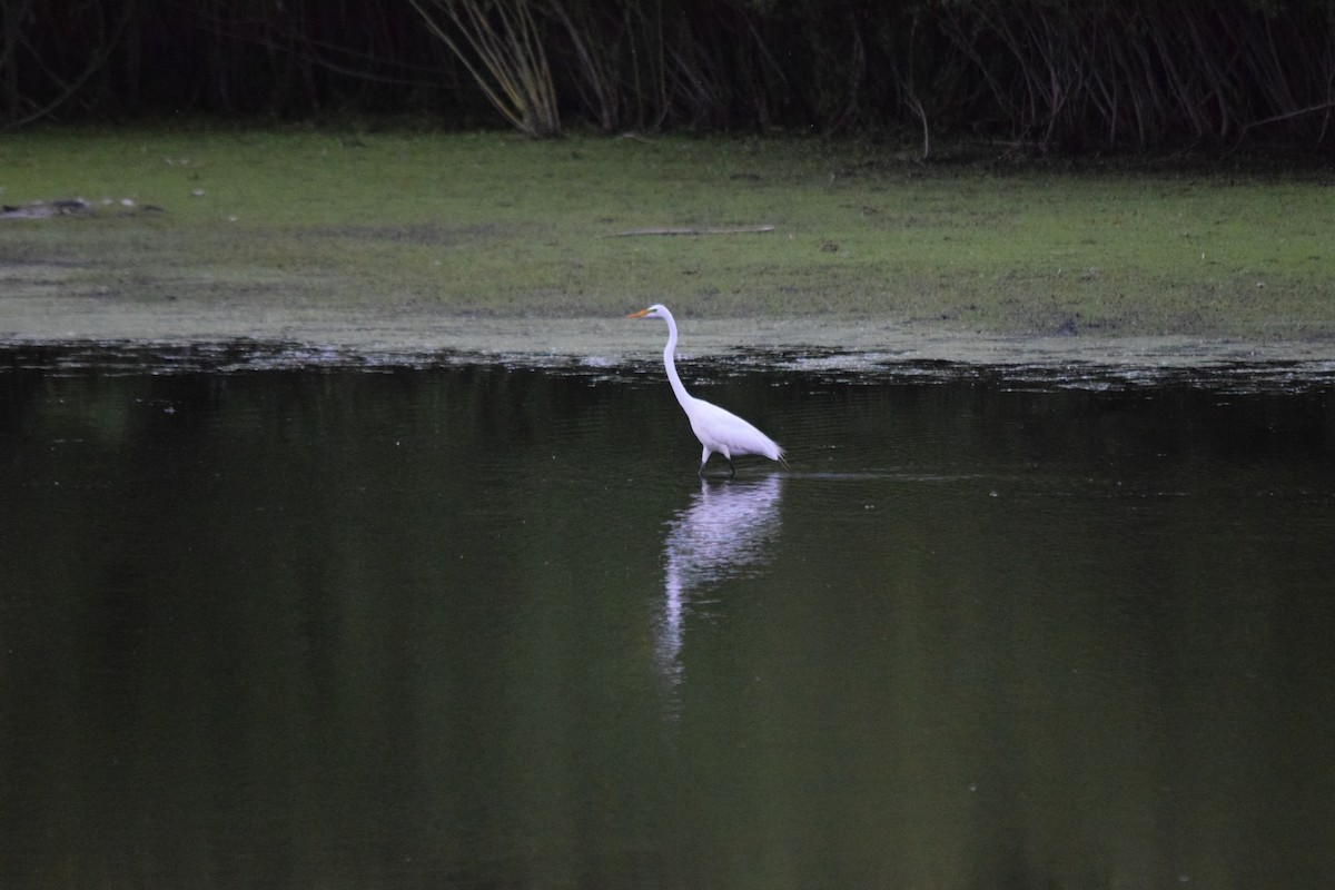 Great Egret - ML619709150