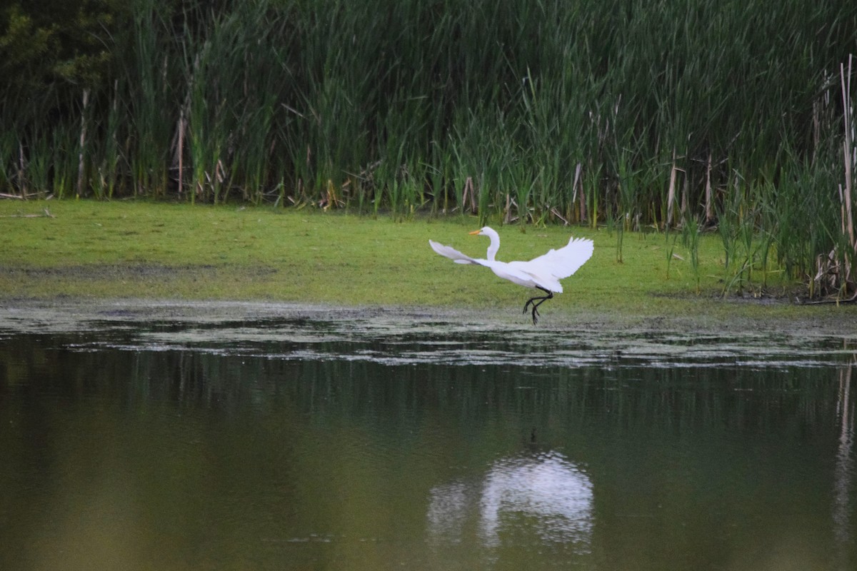 Great Egret - ML619709151