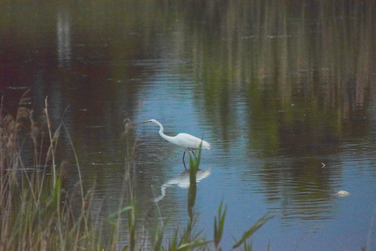 Great Egret - ML619709152