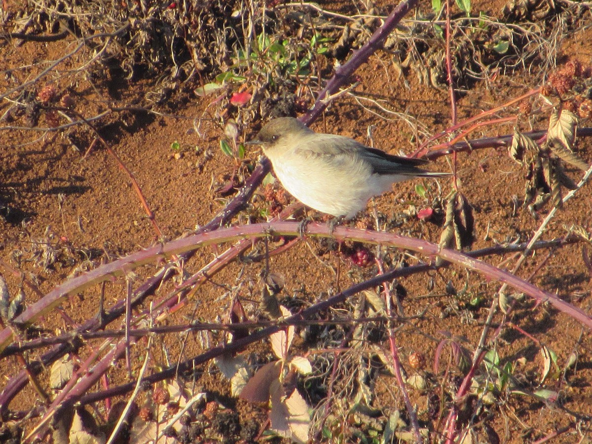 Dark-faced Ground-Tyrant - ML619709156