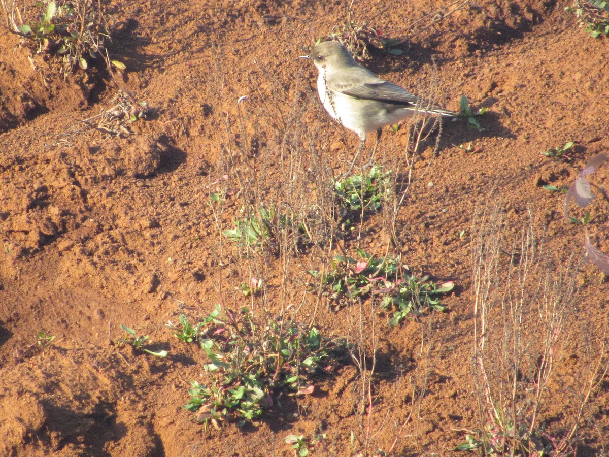 Dark-faced Ground-Tyrant - ML619709159