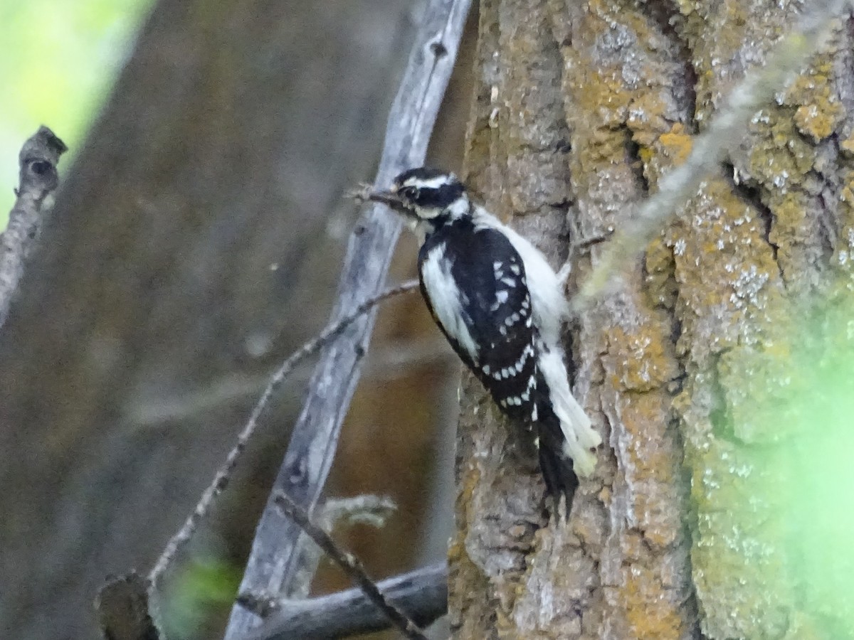 Downy Woodpecker (Rocky Mts.) - ML619709188