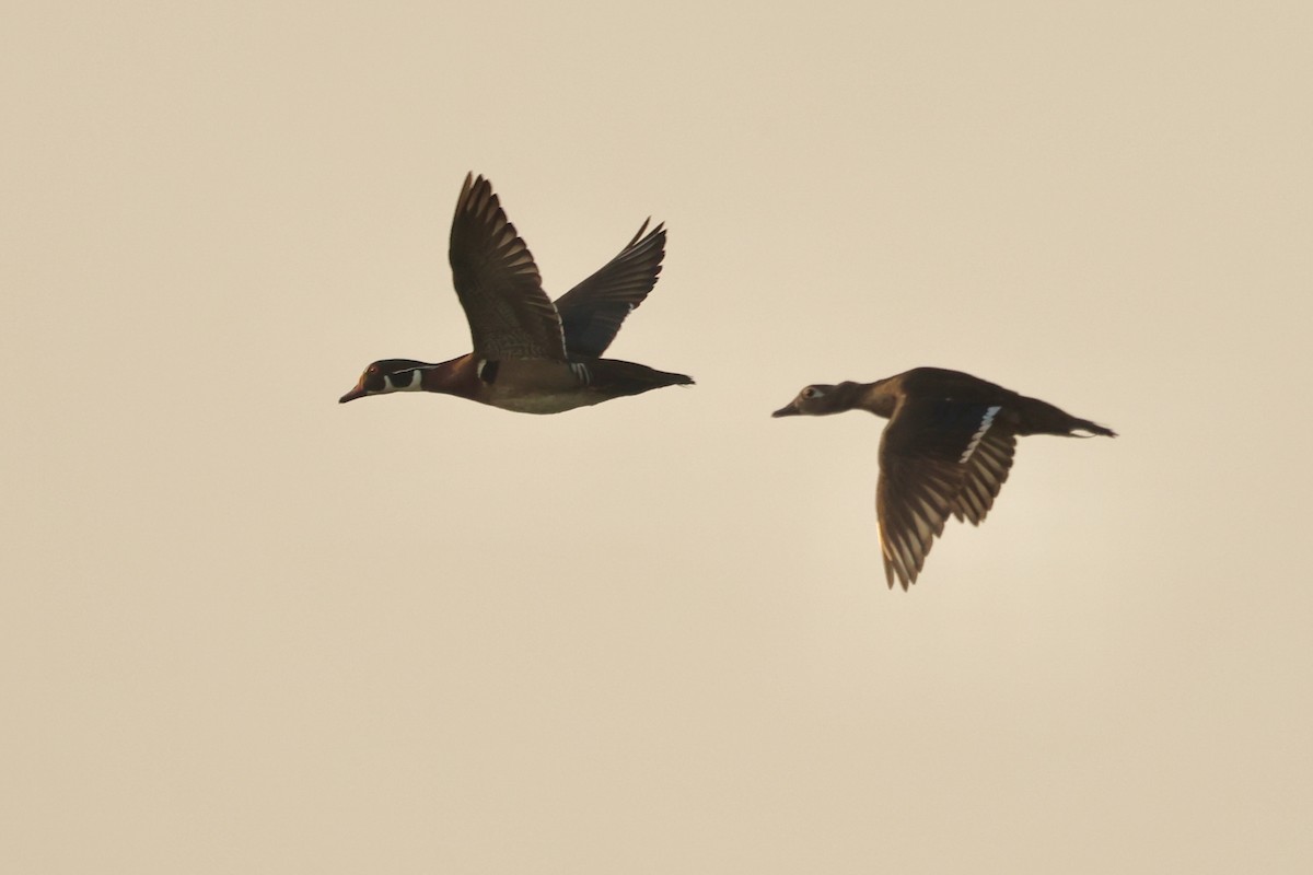 Wood Duck - Jeff Osborne