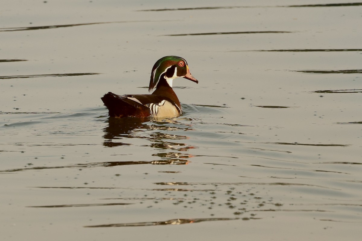 Wood Duck - ML619709193