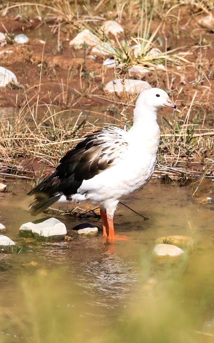 Andean Goose - ML619709211