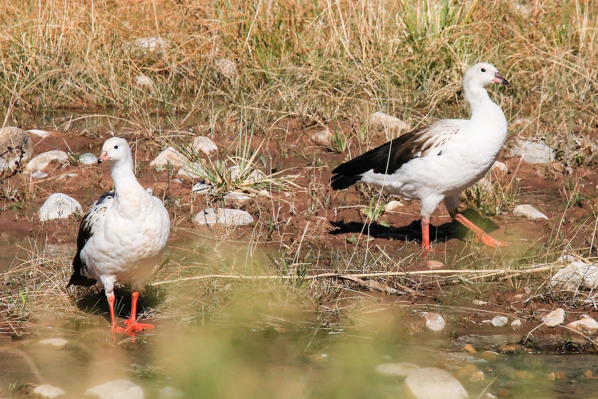Andean Goose - ML619709212