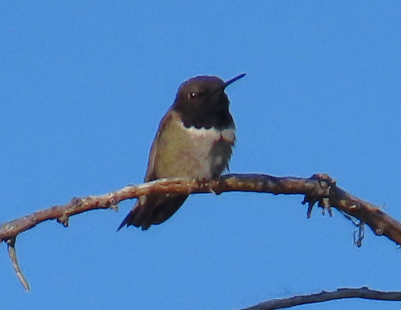 Black-chinned Hummingbird - ML619709230