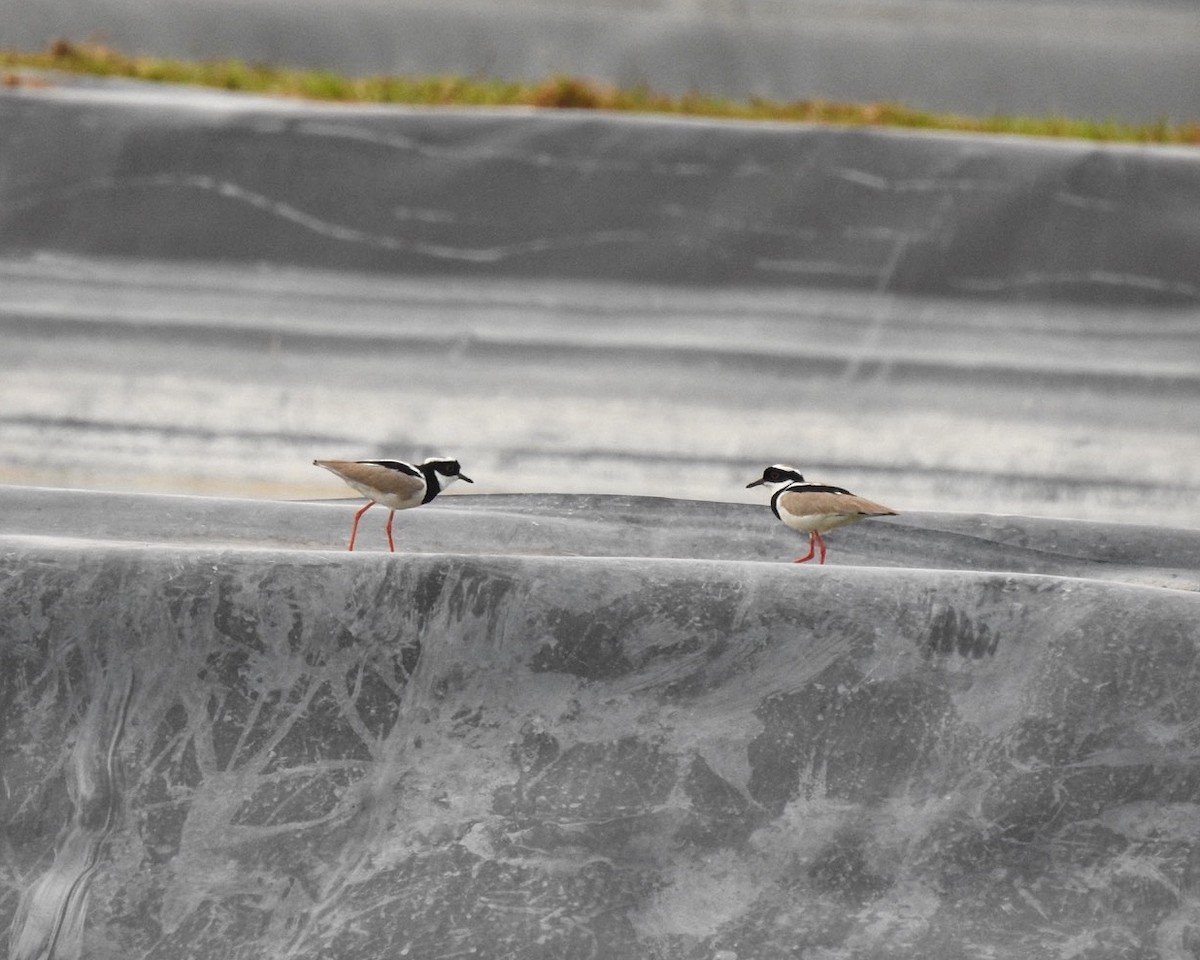 Pied Plover - ML619709239