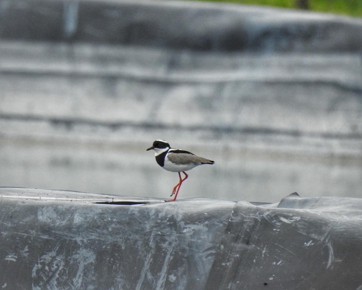 Pied Plover - ML619709240