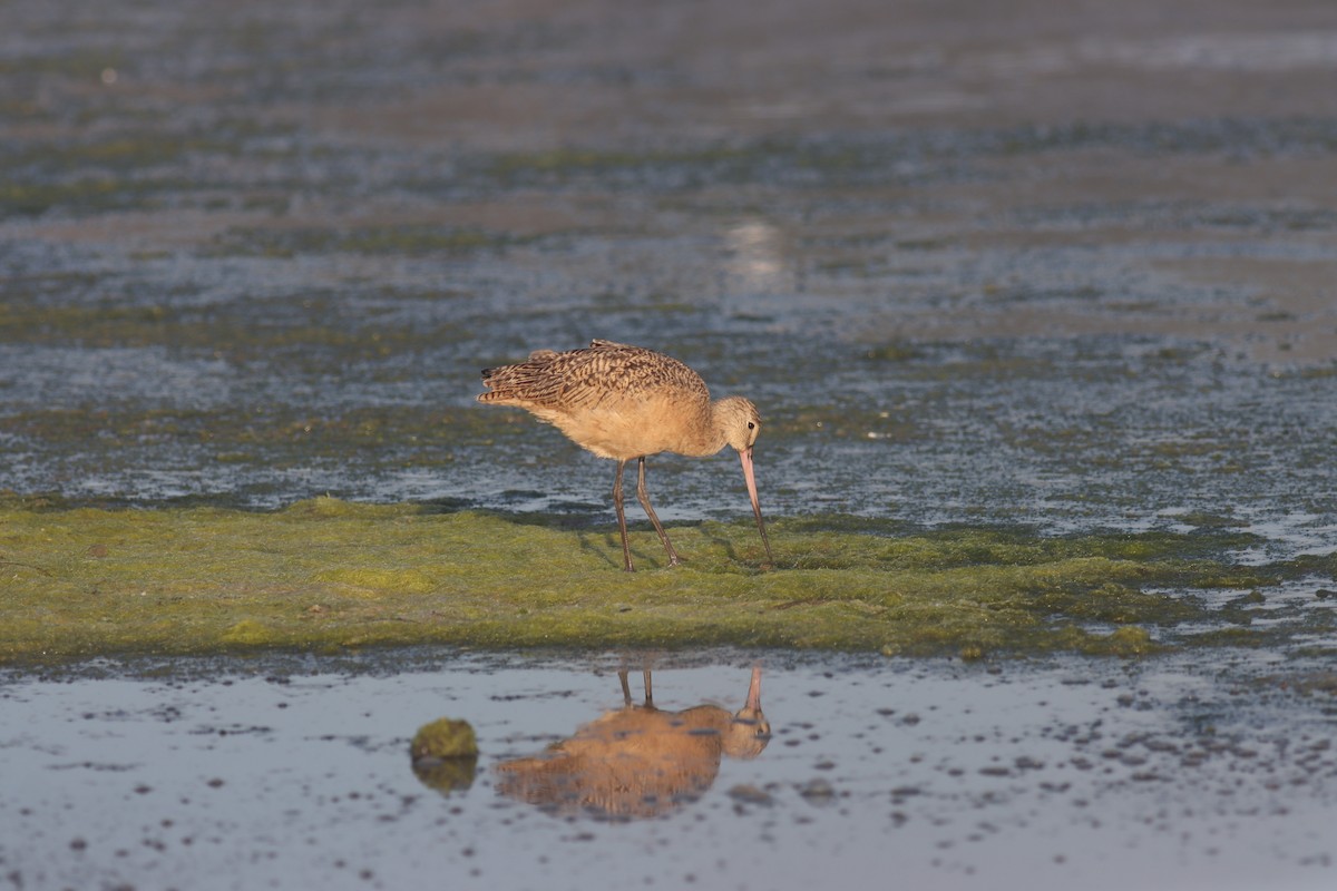 Marbled Godwit - ML619709267