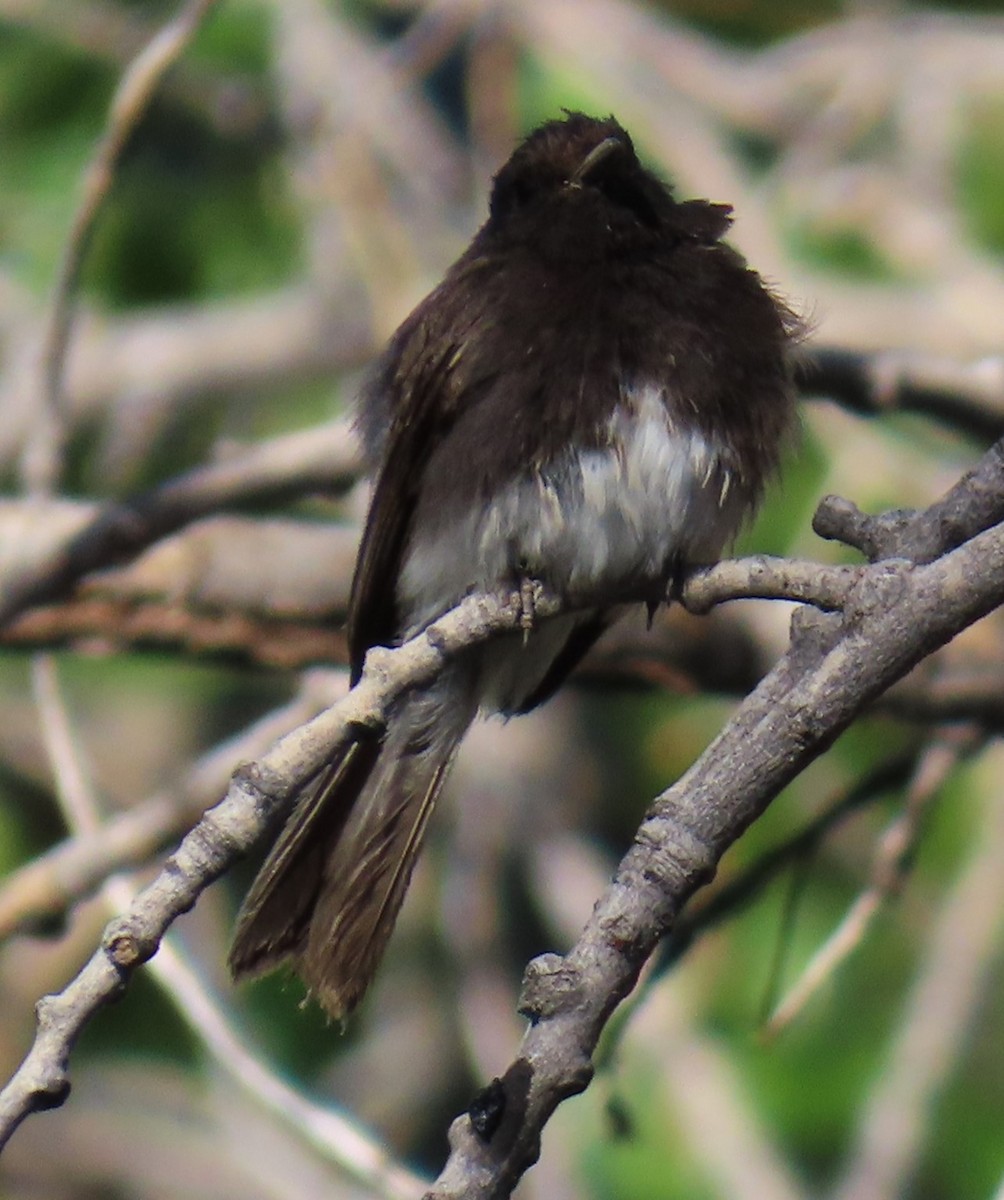 Black Phoebe - ML619709269