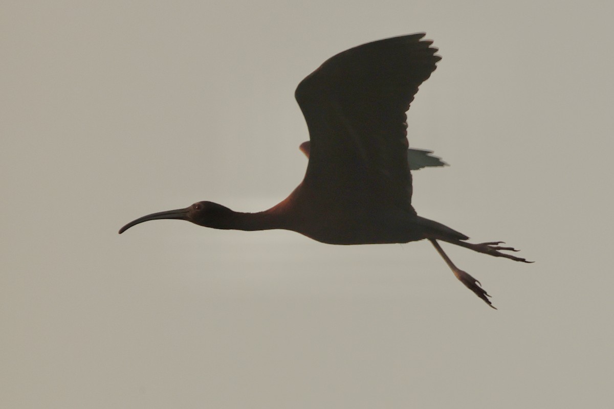 ibis americký - ML619709301