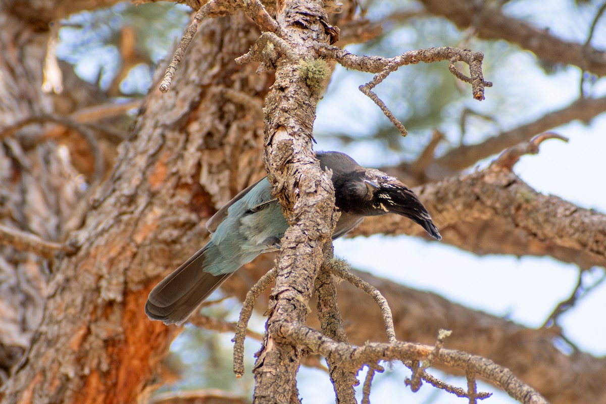 Steller's Jay (Southwest Interior) - ML619709310