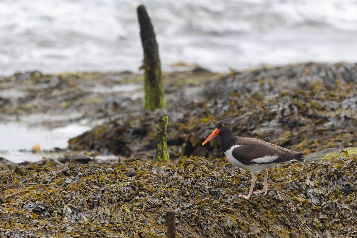 American Oystercatcher - ML619709312