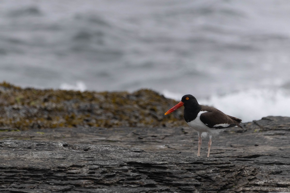 American Oystercatcher - ML619709313