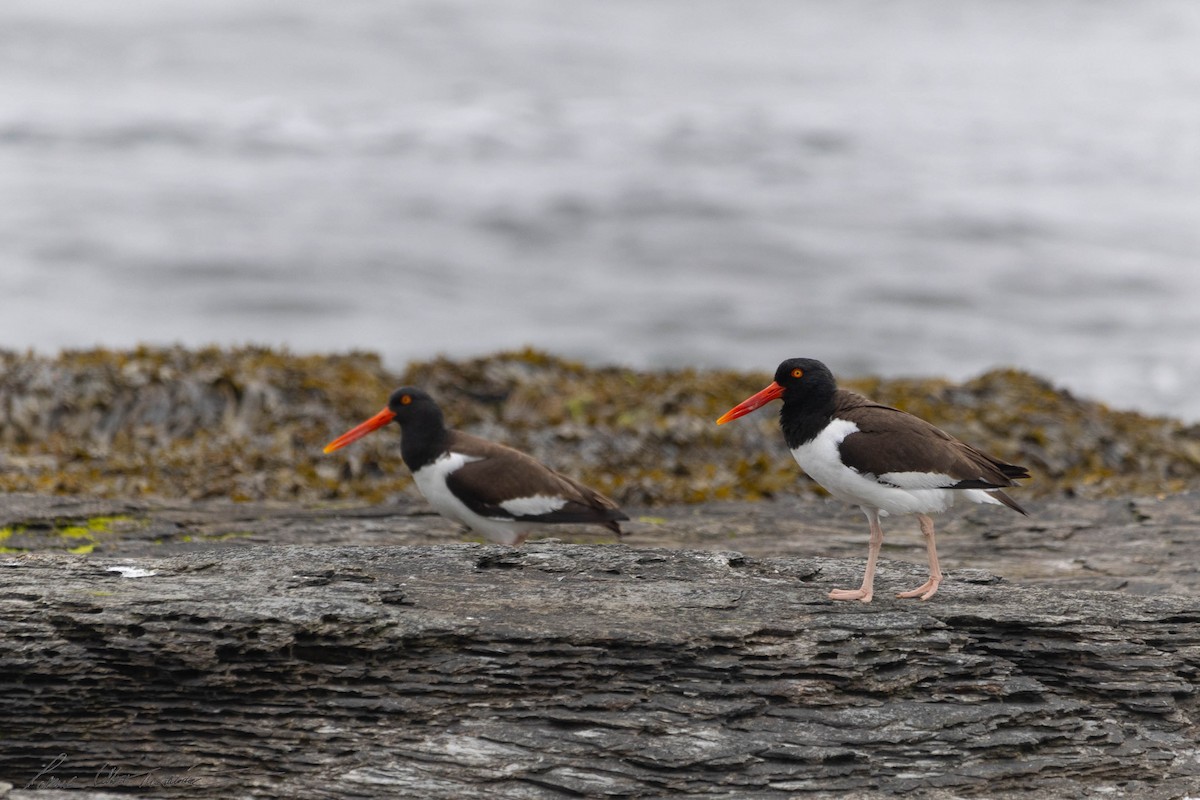 American Oystercatcher - ML619709315