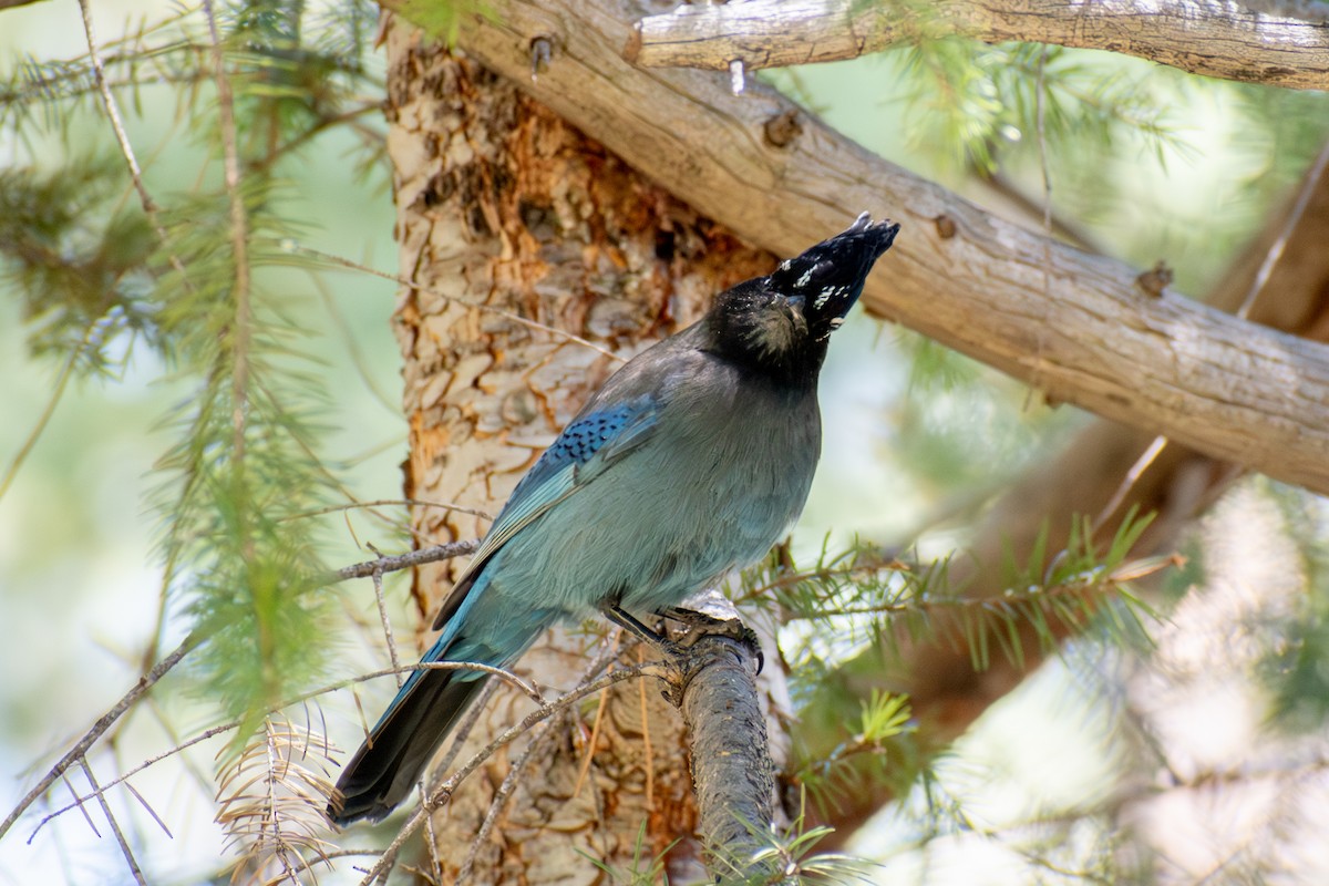 Steller's Jay (Southwest Interior) - ML619709316