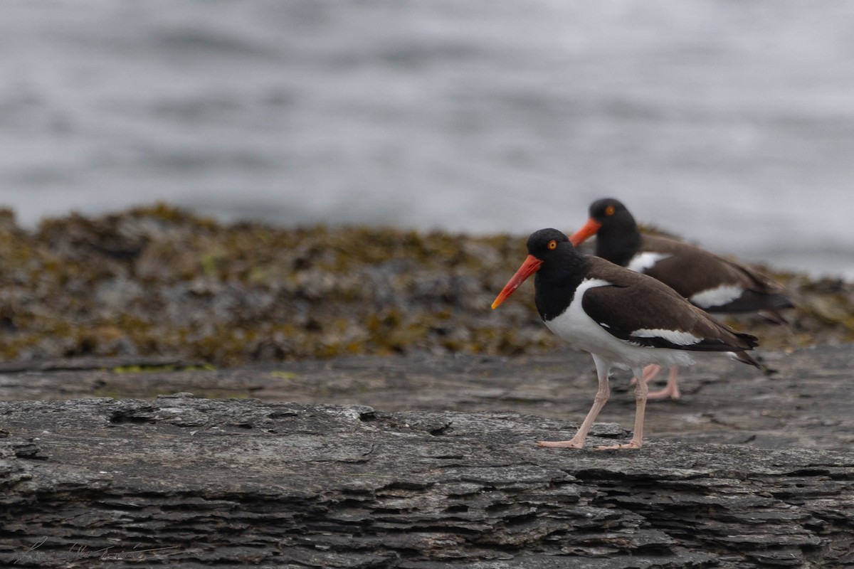 American Oystercatcher - ML619709317