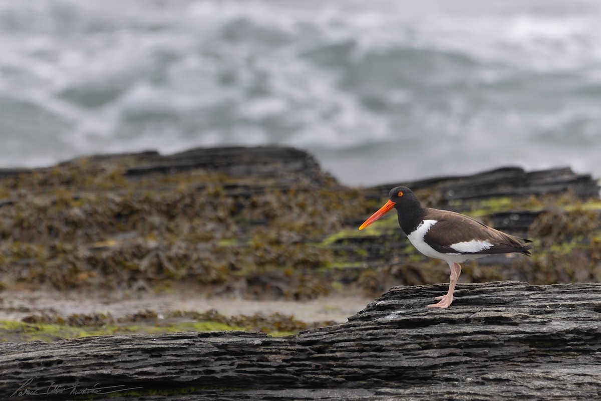 American Oystercatcher - ML619709318