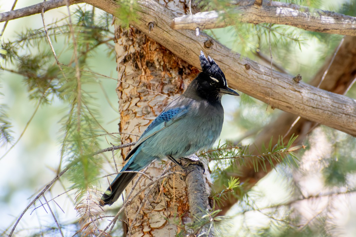 Steller's Jay (Southwest Interior) - ML619709320