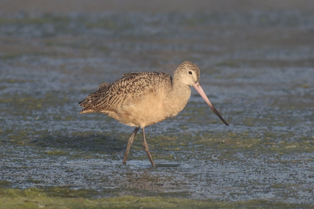 Marbled Godwit - ML619709321