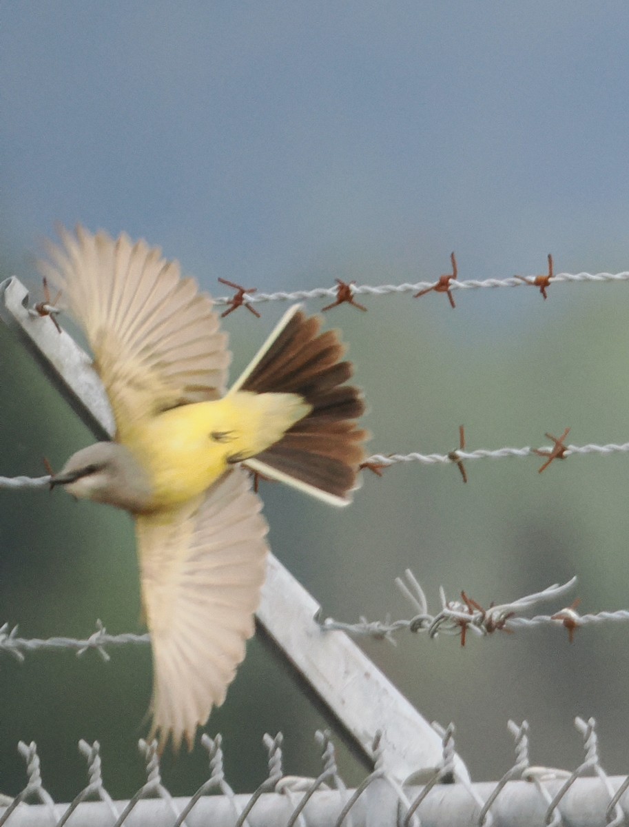 Western Kingbird - ML619709323