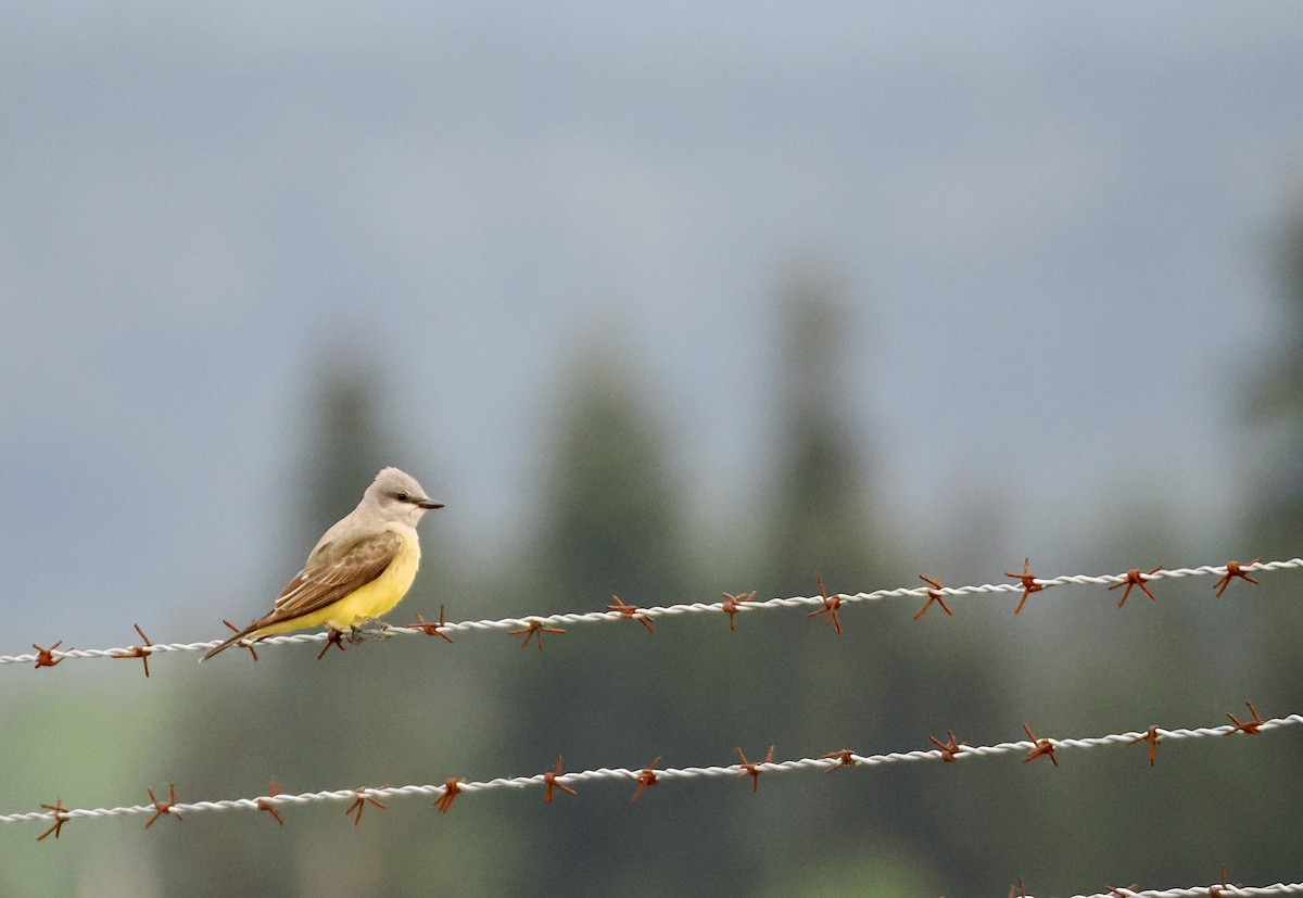 Western Kingbird - ML619709325