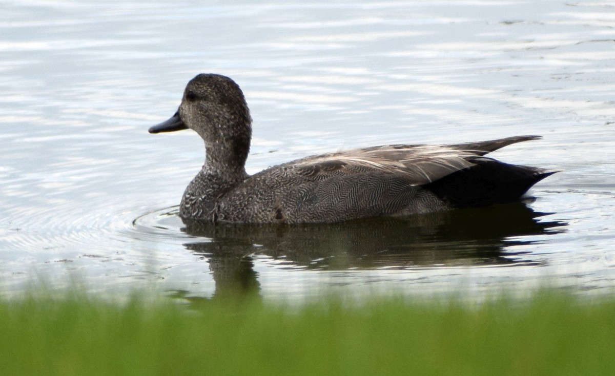 Gadwall - ML619709331