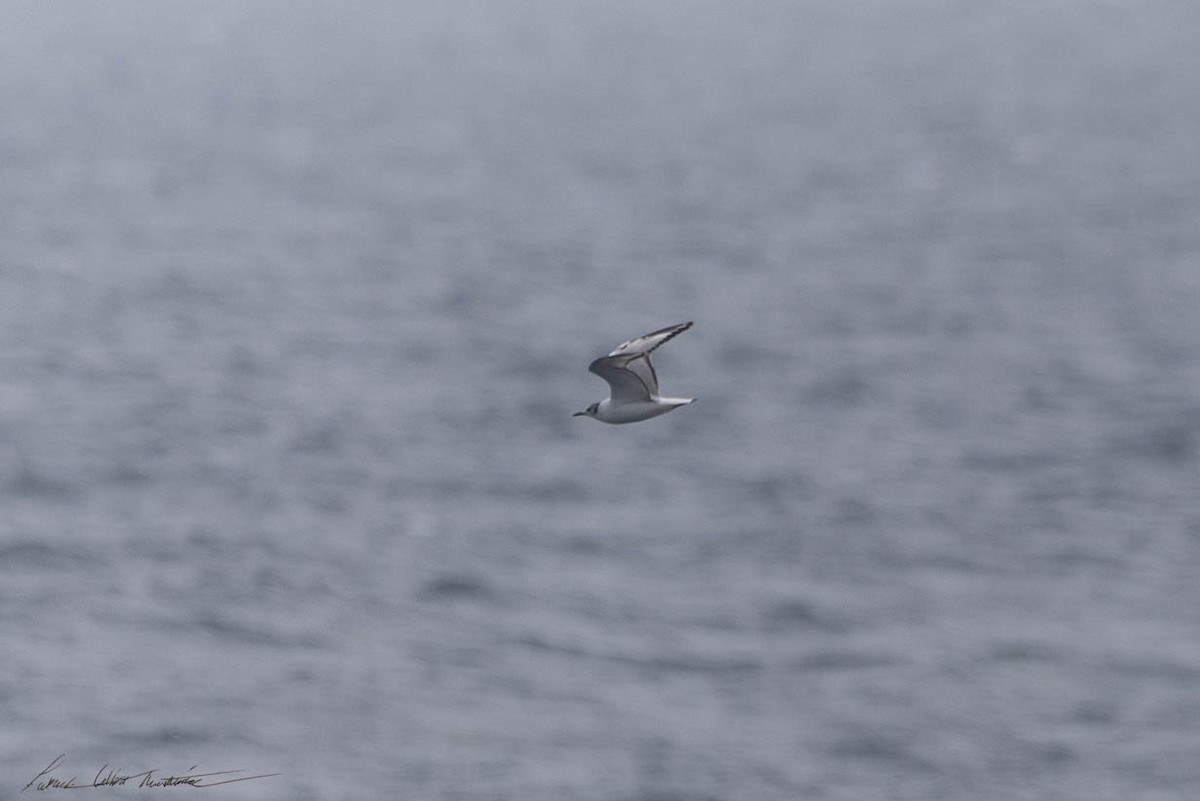 Mouette de Bonaparte - ML619709336