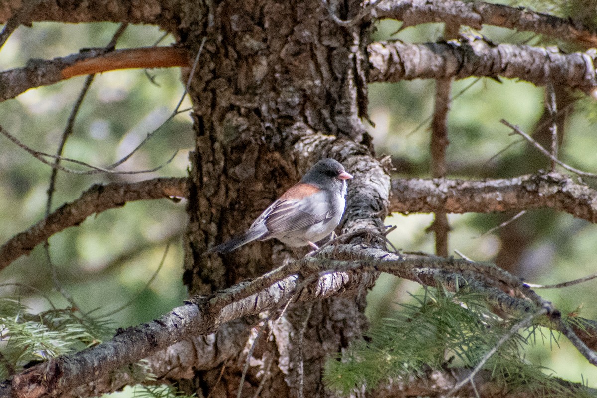 Dark-eyed Junco - ML619709339