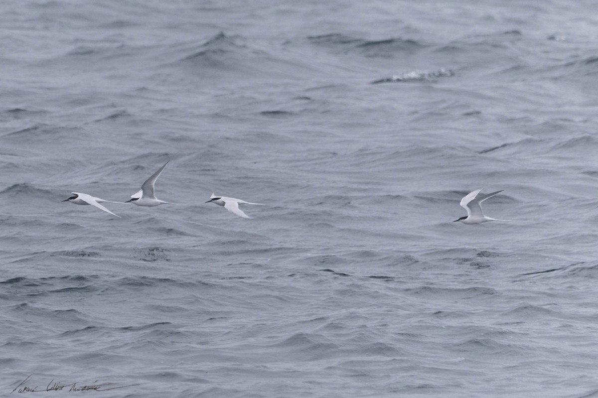 Roseate Tern - ML619709347