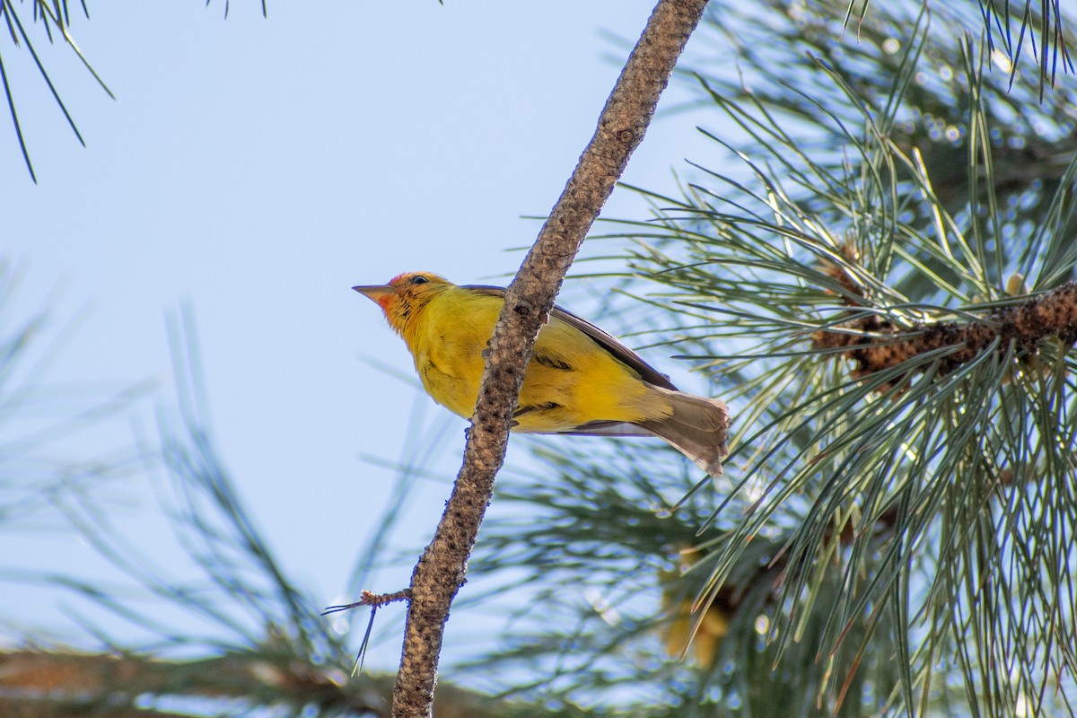 Western Tanager - ML619709354