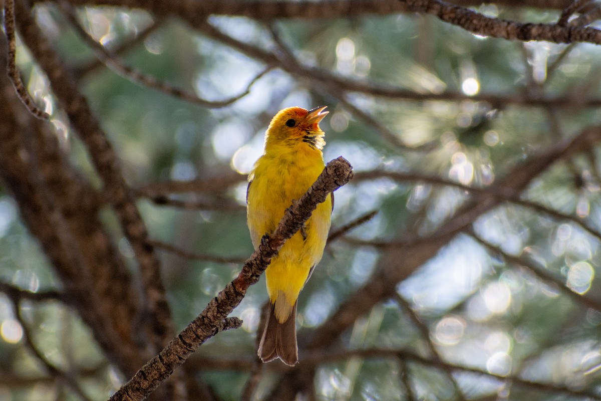 Western Tanager - ML619709355