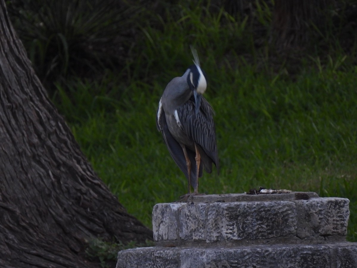 Yellow-crowned Night Heron - ML619709361