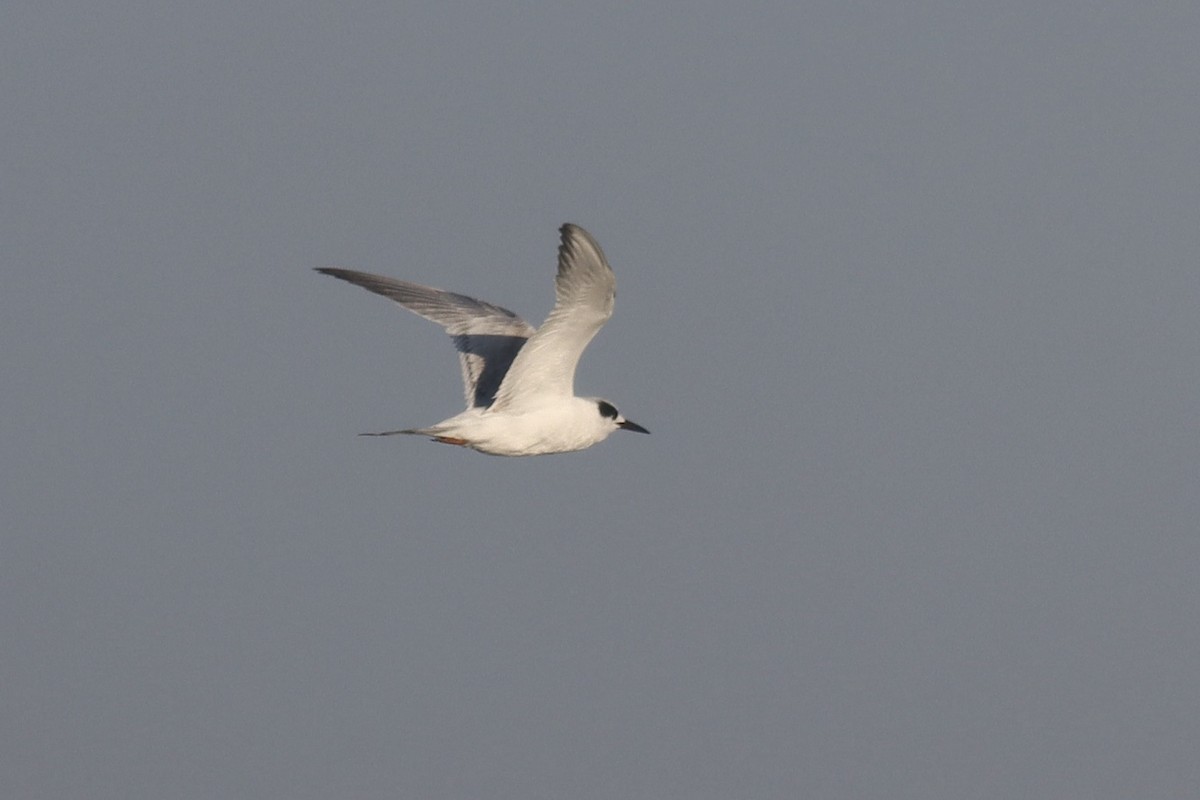 Forster's Tern - ML619709364