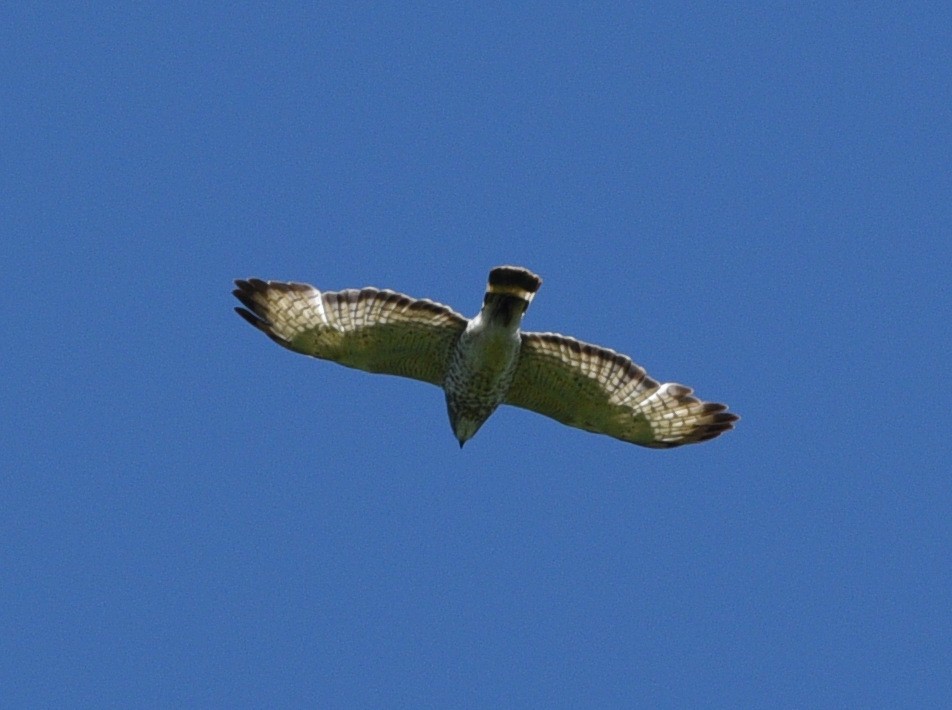 Broad-winged Hawk - ML619709375