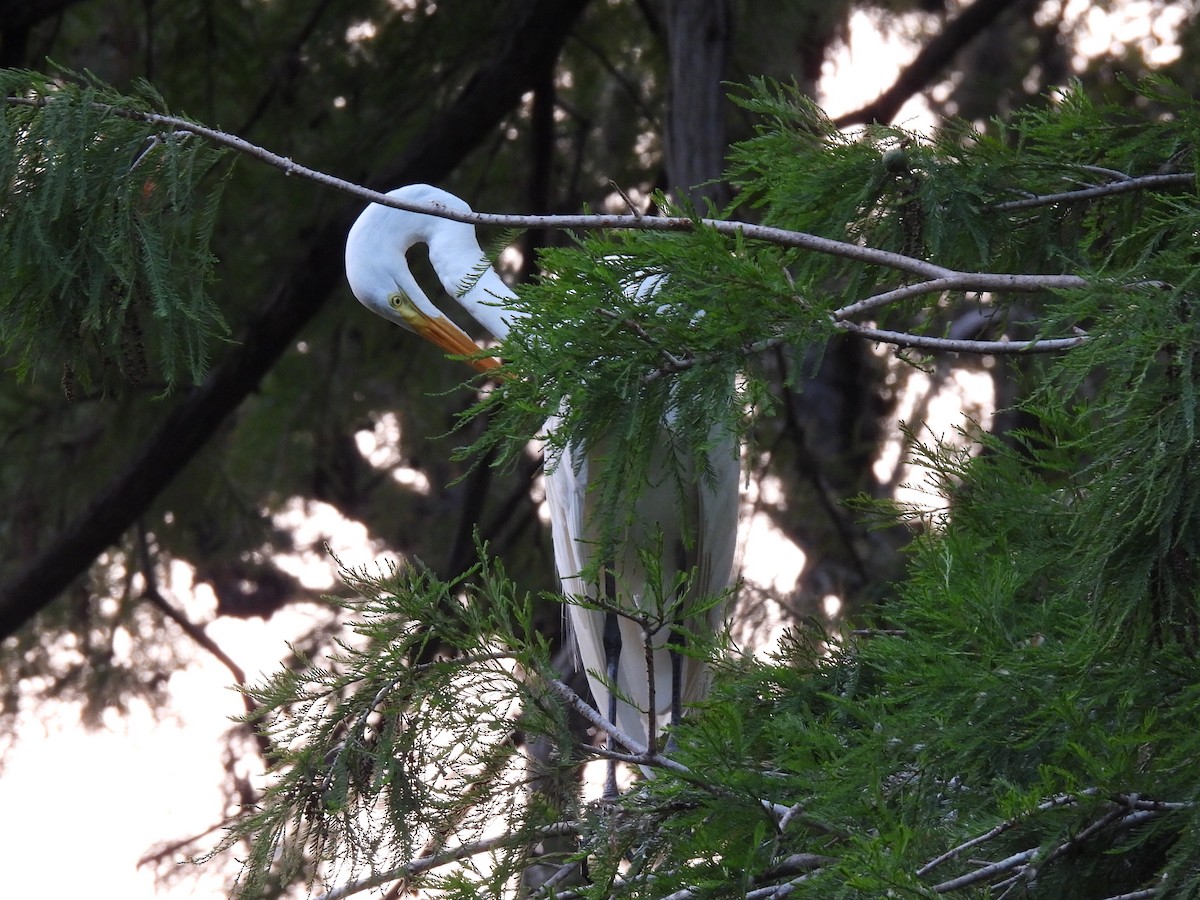 Great Egret (American) - ML619709376