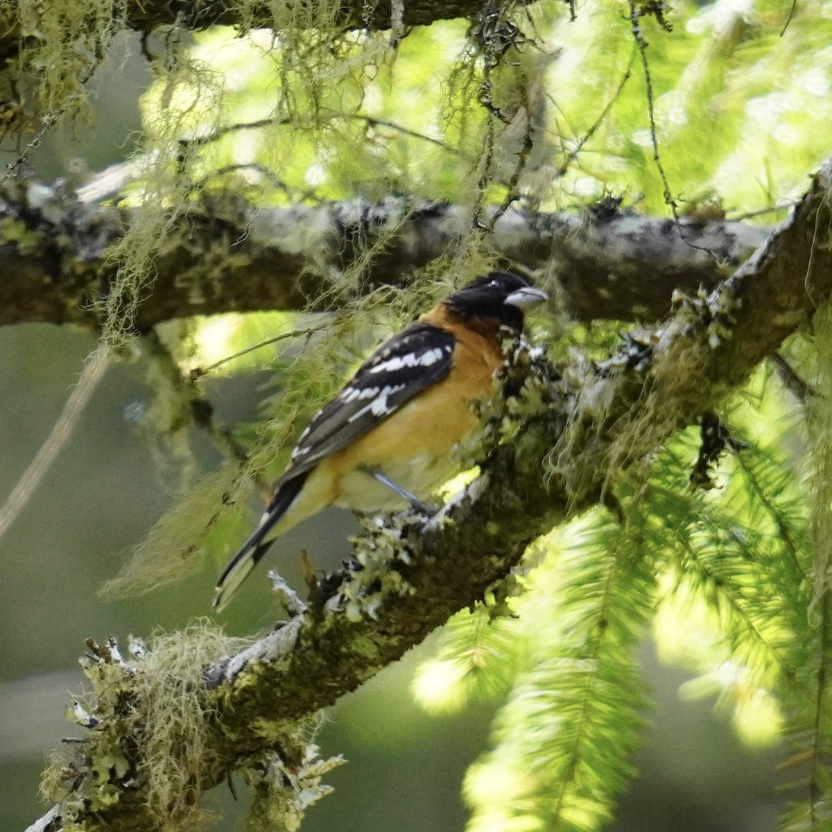 Cardinal à tête noire - ML619709386